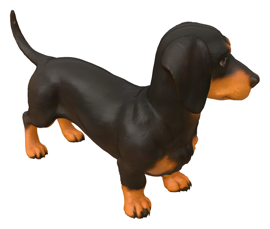 好奇臘腸犬