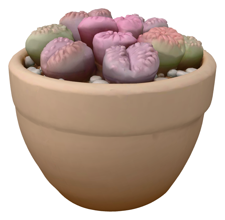 生石花盆